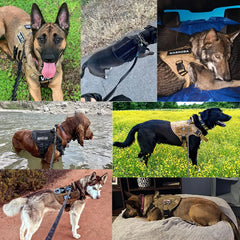 Ultimate Dog Training Set